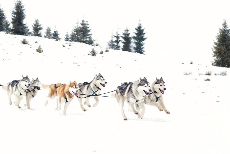 SÉJOUR ALPES DOMAINE DES ARCS