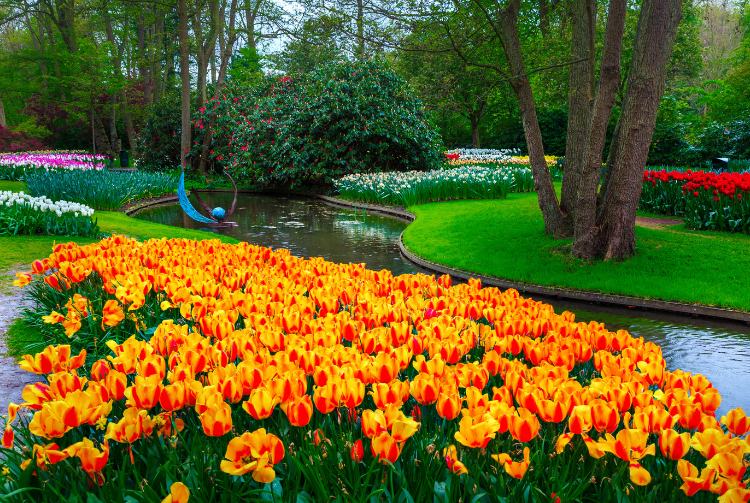 KEUKENHOF CORSO FLEURI