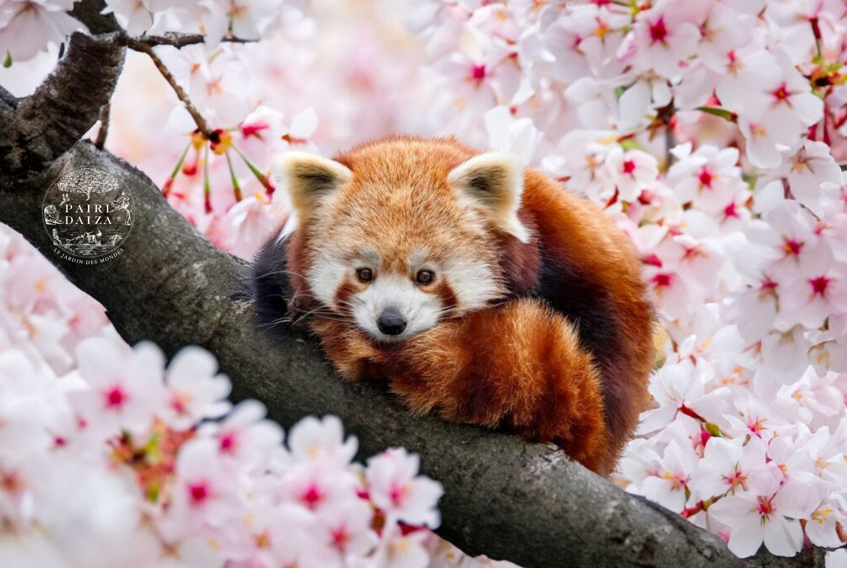 PAIRI DAIZA AUX COULEURS DU PRINTEMPS