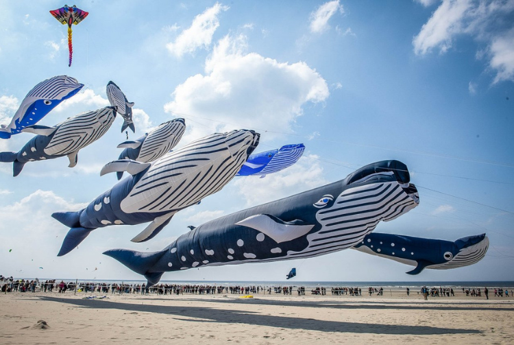  BERCK SUR MER - RENCONTRES INTERNATIONALES DE CERFS-VOLANTS 