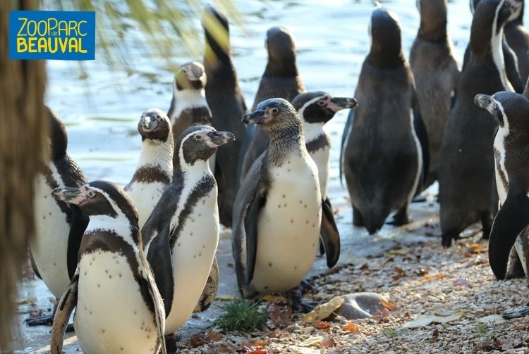 WEEK-END AU ZOOPARC DE BEAUVAL   