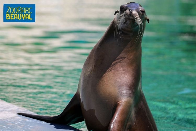 WEEK-END AU ZOOPARC DE BEAUVAL   