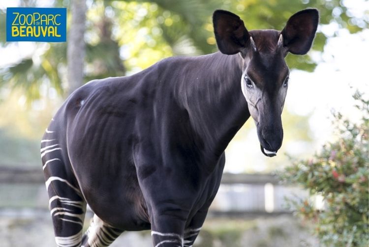 WEEK-END AU ZOOPARC DE BEAUVAL   