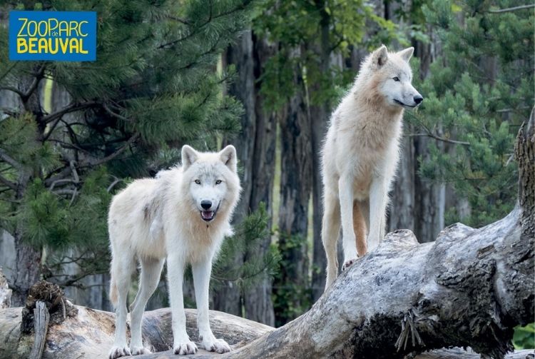 WEEK-END AU ZOOPARC DE BEAUVAL   