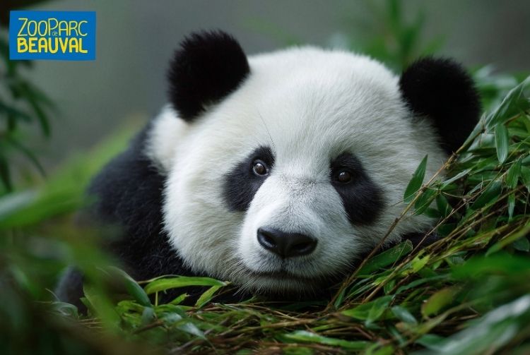 WEEK-END AU ZOOPARC DE BEAUVAL   