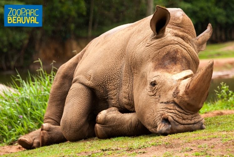 WEEK-END AU ZOOPARC DE BEAUVAL   