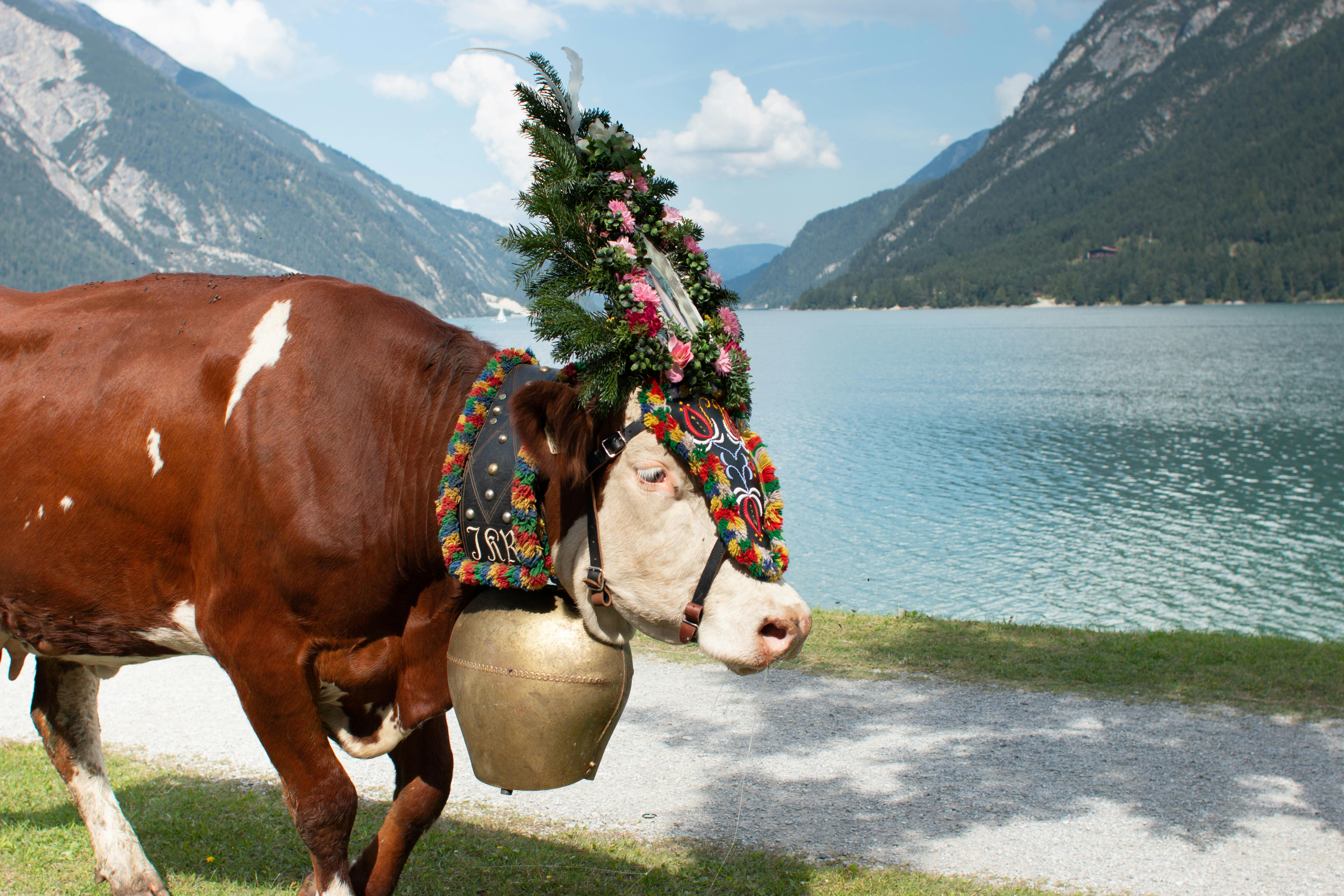 TYROL & TRANSHUMANCE EN AUTRICHE
