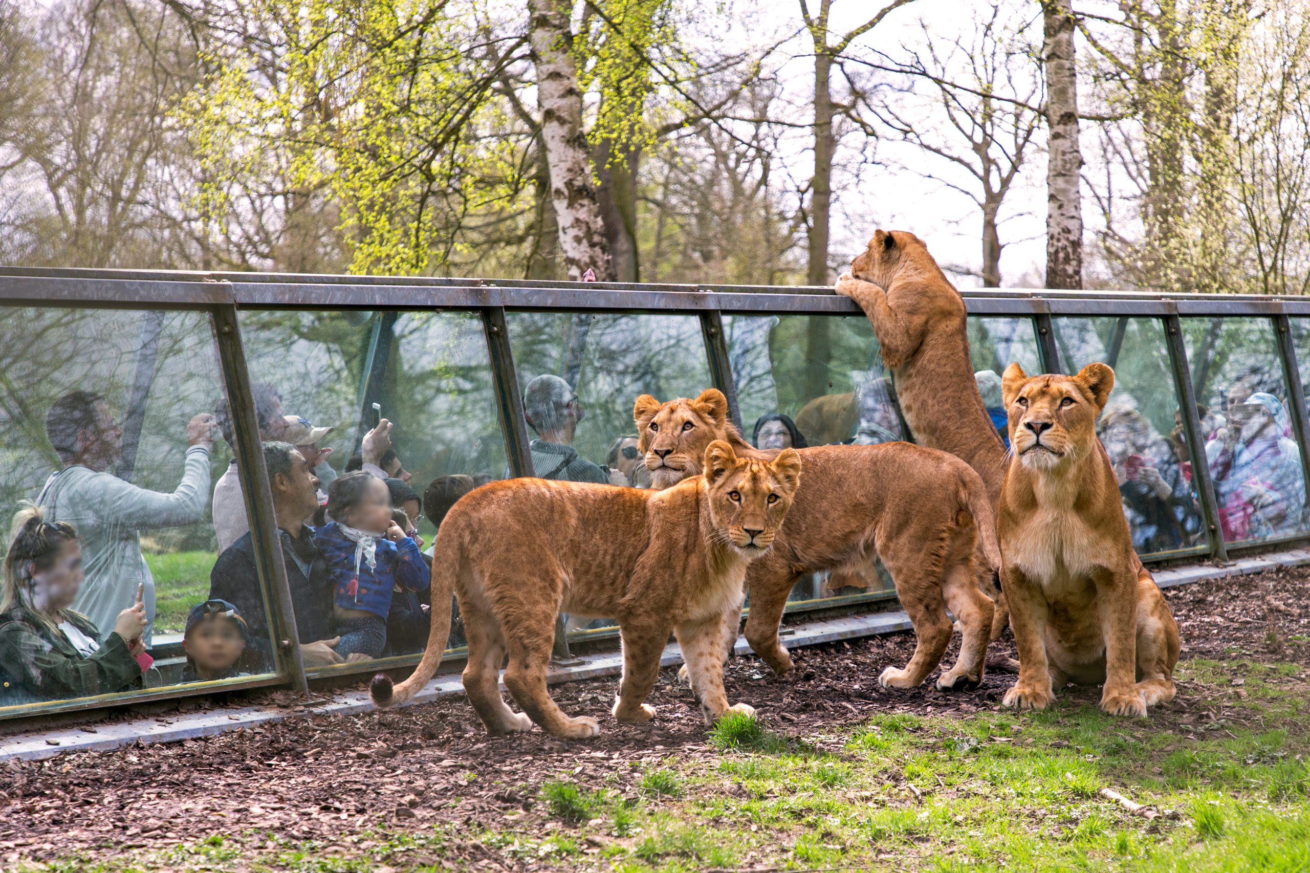 SAFARI DE THOIRY : l'Afrique aux portes de Paris !