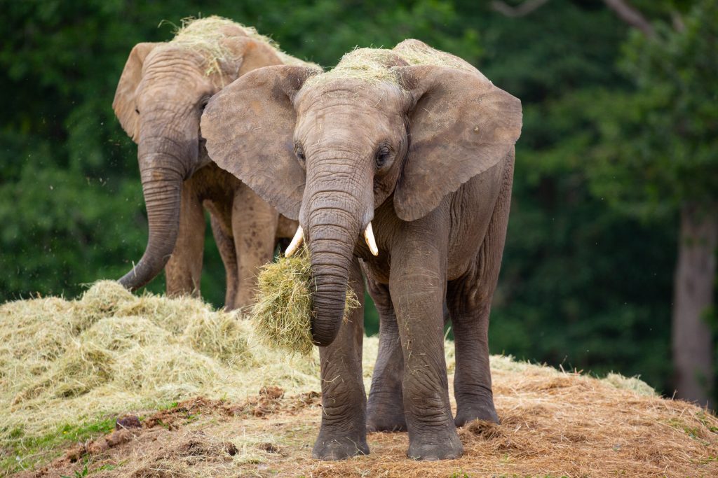 SAFARI DE THOIRY : l'Afrique aux portes de Paris !
