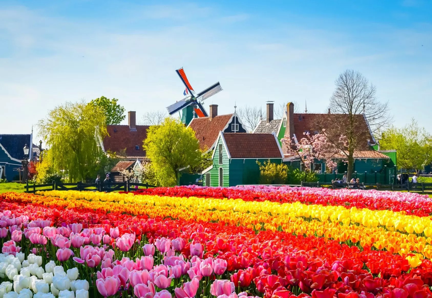 L’ODYSSEE FLORALE D’AALSMEER A KEUKENHOF